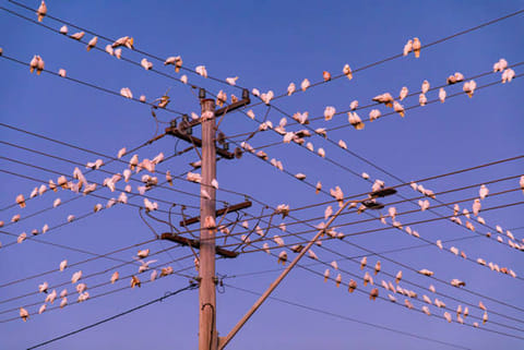 जब कोई पक्षी किसी तार पर बैठती है, तो वह अपने दोनों पैरों को एक ही तार पर रखकर बैठी होती है। इसका मतलब है कि उसका शरीर तार के समान वोल्टेज पर है।