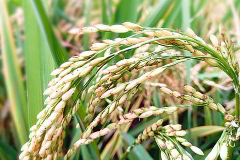 जलवायु परिवर्तन के कारण 2050 के दशक में बारिश पर निर्भर धान की पैदावार में 20 फीसदी और 2080 के दशक में 10 से 47 फीसदी की कमी आने के आसार हैं।