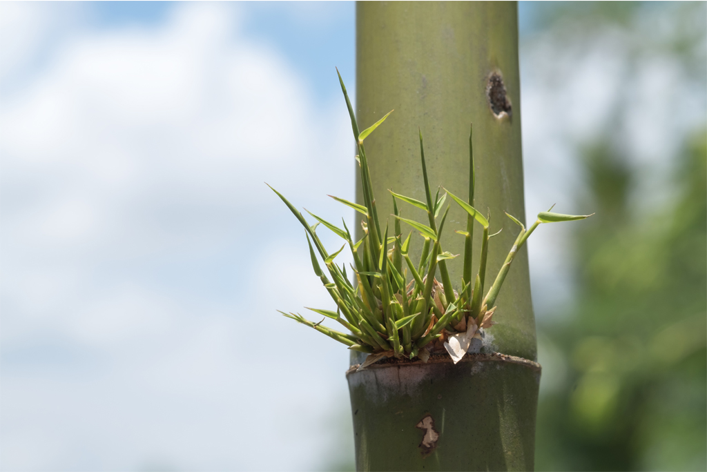 प्रतीकात्मक तस्वीर: आईस्टॉक