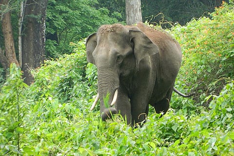 आंकड़े बताते हैं कि 2002 से 2011 के बीच हाथियों का भौगोलिक दायरा लगभग 30 प्रतिशत कम हो गया और उनके घूमने के लिए सवाना का मैदान भी लगभग इसी तरह कम हो गया।