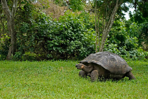 गैलापागोस द्वीपसमूह दुनिया के उन खास इलाकों में से एक है, जिसे उसकी अनूठी जैव विविधता और प्राकृतिक सुंदरता के लिए पहचाना जाता है।