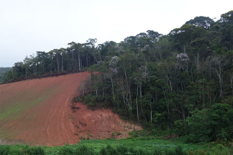 अध्ययन में कहा गया है कि ब्राजील के माटो ग्रोसो इलाके में बड़े पैमाने पर जंगल काटकर सोया की खेती की जा रही है। वहां के किसान अब अमेजन में और भूमि साफ करने की मांग कर रहे हैं।