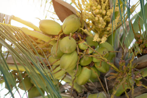 भारत में इस अवसर पर नारियल विकास बोर्ड (सीडीबी) विभिन्न राज्यों में कार्यक्रम आयोजित करता है। इन कार्यक्रमों में नारियल से जुड़े उद्योग, किसान और शोधकर्ताओं को एक साथ लाया जाता है।