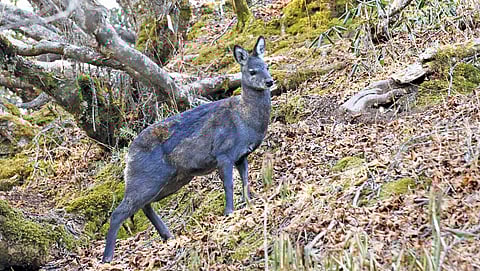 फाउंडर स्टॉक यानी जिनके जरिए संतति को आगे बढ़ाना है, संरक्षण कार्यक्रम में उन्हीं को पहचानने में भ्रम उत्पन्न हो रहा है। अल्पाइन कस्तूरी मृग इसकी बड़ा उदाहरण है