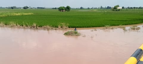 पटियाला में बाढ़ का पानी खेतों में घुसता जा रहा है। फोटो: मनोज ठाकुर