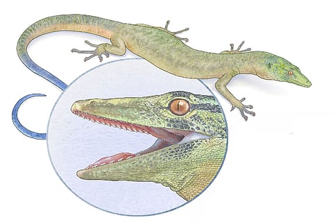 स्कॉटलैंड के आइल ऑफ स्काई में 2016 में इस अनोखी छिपकली का जीवाश्म खोजा गया था।