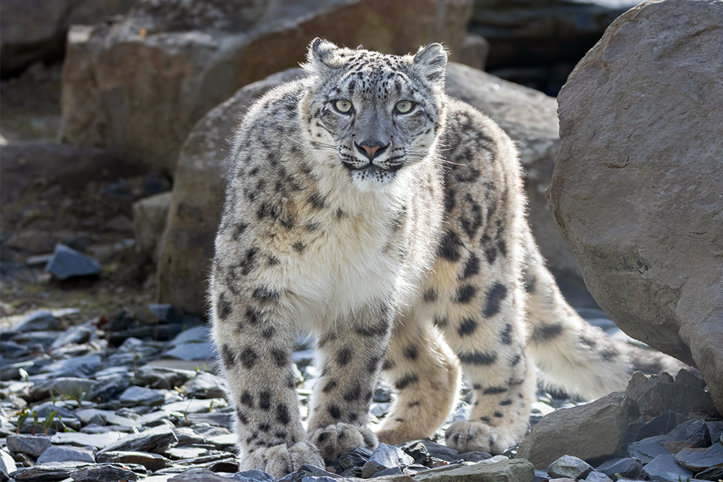 दुनिया में हिम तेंदुओं की संख्या 8,000 से भी कम है; फोटो: आईस्टॉक