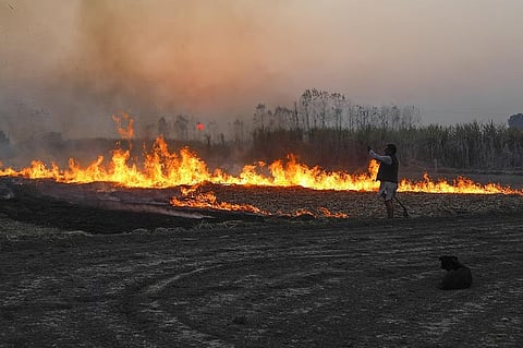 मध्य प्रदेश में पराली में आग की बढ़ती घटनाएं प्रदेश में धान के बढ़ते चलन की देन हैं। फोटो : विकास चौधरी