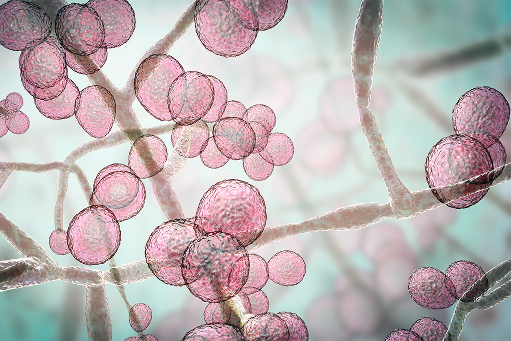 फंगस 'कैंडिडा ऑरिस’; फोटो: आईस्टॉक