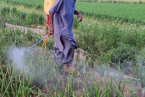 अपने खेतों में कीटनाशक का छिड़काव करता किसान; प्रतीकात्मक तस्वीर: आईस्टॉक