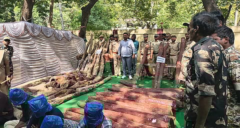 आंध्र प्रदेश में जब्त किए गए लाल चंदन के लट्ठे। फोटो: आंध्र प्रदेश वन विभाग