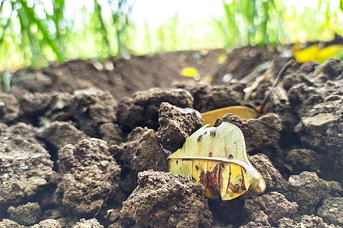 मिट्टी की सेहत; प्रतीकात्मक तस्वीर: आईस्टॉक