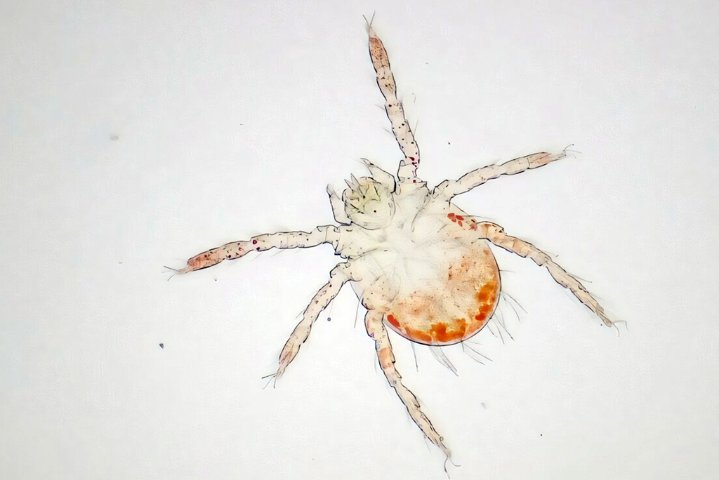 चिगर, जो स्क्रब टाइफस फैलाने के लिए जाना जाता है। फोटो: लंदन स्कूल ऑफ हाइजीन एंड ट्रॉपिकल मेडिसिन और क्रिश्चियन मेडिकल कॉलेज, वेल्लोर