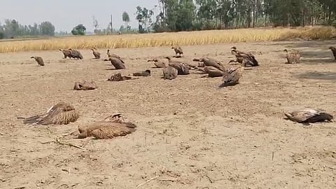 7 अप्रैल की सुबह कुत्ते का शव खाते ही गिद्धों की मौत होने लगी। फोटो : देवेंद्र सिंह