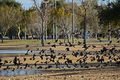 अध्ययन के अनुसार, इस मिलाजुला (पुनर्संयोजित) वायरस ने जंगली पक्षियों और स्तनधारियों में बड़े पैमाने पर जान ली है। फोटो: आईस्टॉक