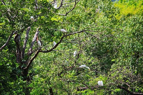 फोटो साभार: आईस्टॉक