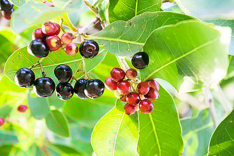 शोध से पता चला कि भारत जामुन के शुरुआती विकास और विविधीकरण का प्रमुख केंद्र था, न कि केवल दक्षिण-पूर्व एशिया।