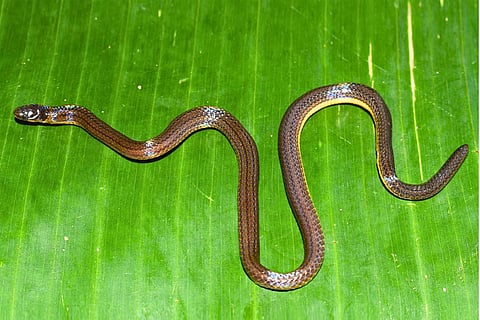 मेघालय के गारो हिल्स में 'कैलमारिया गारोएन्सिस' नामक सांप की नई प्रजाति की खोज की गई