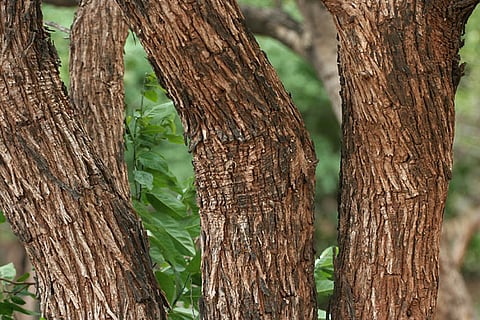 खैर का पेड़ केवल एक वन संपदा नहीं, बल्कि कई उद्योगों और पारंपरिक चिकित्सा का आधार है। इससे औषधियां बनती हैं, पान और पान मसाले में इस्तेमाल होने वाला कत्था तैयार होता है, और चमड़ा उद्योग में इसकी लकड़ी का उपयोग चमक देने के लिए किया जाता है; प्रतीकात्मक तस्वीर: विकीमीडिया कॉमन्स