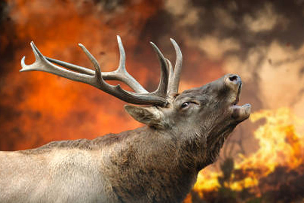 2050 तक 74% भूमि क्षेत्र में हीटवेव और 16% में जंगल की आग का गंभीर खतरा बढ़ने की आशंका