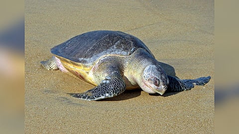 Olive Ridley turtle