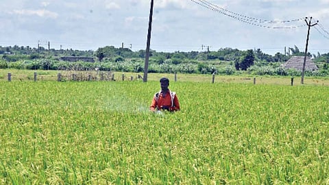 Matured Samba crops at Kumbakonam in Thanjavur
