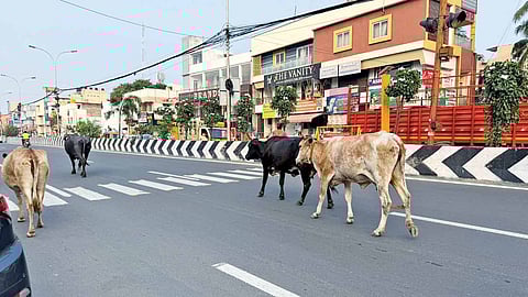 Cows walking in the middle of East Coast Road on Monday