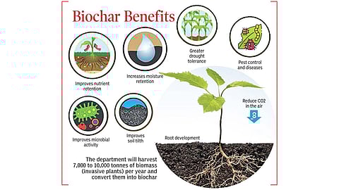 The department will harvest 7,000 to 10,000 tonnes of biomass (invasive plants) per year and convert them into biochar