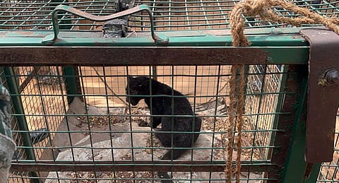 Forest Department attempts to reunite cub with black leopard