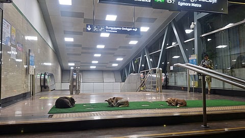 Stray dogs occupy the main entrance of Egmore Metro Station
