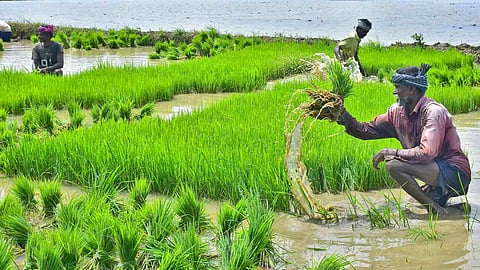 Tamil Nadu: Opt for groundwater use for Samba cultivation, say experts