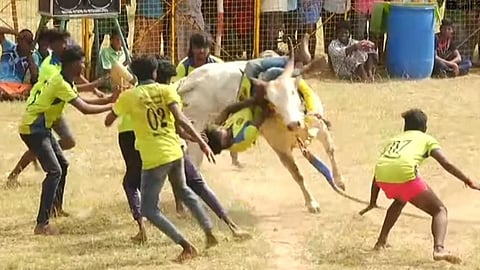 The vadamadu manjuviratu competition organised in Manakudi village near Sivaganga
