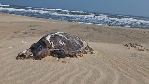 Turtle deaths have been attributed to entanglement in fishing nets and propellers of boats