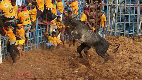 File photo of a jallikattu event