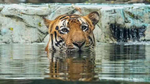 Royal Bengal tiger 'Shakti' on International Tiger Day, at Byculla Zoo, in Mumbai