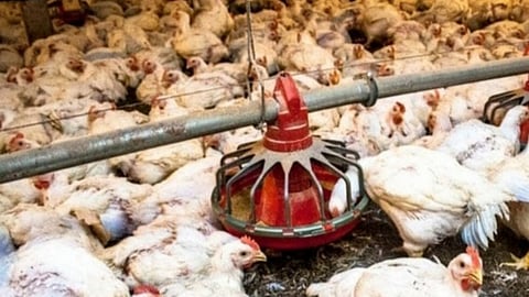 File photo of a poultry farm
