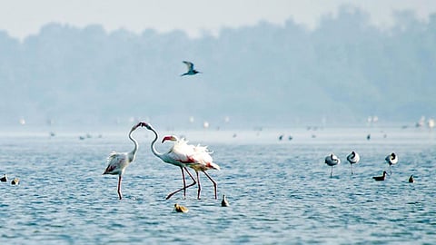 Birds at Pulicat lake (File)