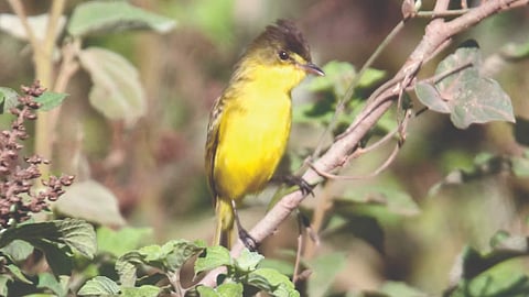 What makes mountain birds sing at dawn – and why are they sometimes quiet? Ecologists explain