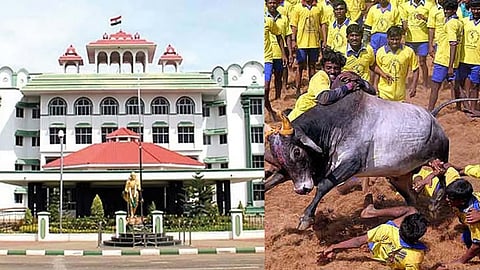 (L) Madurai Bench of Madras High Court, (R) File photo of Jallikattu