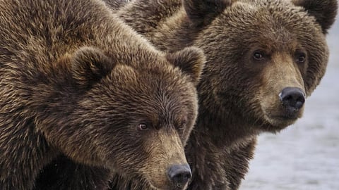 Animal planet: Facial recognition for bears to help manage wildlife