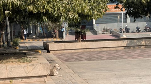 stray dogs were spotted inside the premises