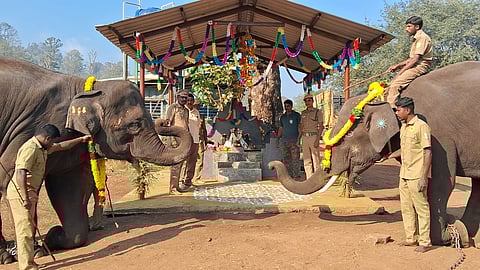 Elephants offer their prayers to the deity at Kozhikamuthi Elephant Camp in ATR