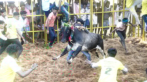 A bull being pulled by its tail by a tamer as another attempts to subdue the raging animal in Vadamalapur on Sunday