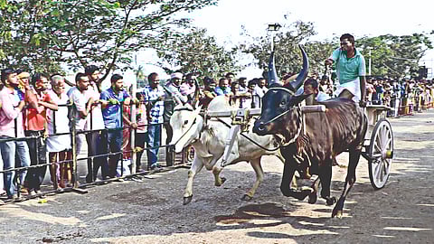 Rekla race being held in the Kongu region