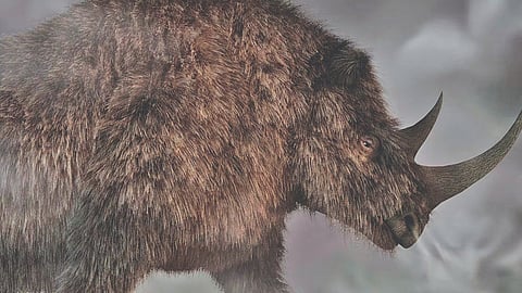 Woolly rhino