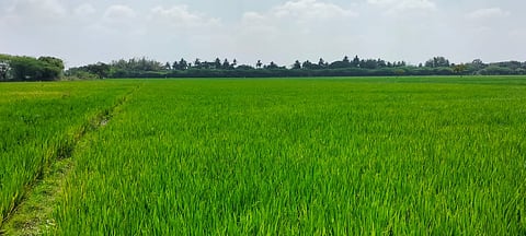 Standing samba crops in Thanjavur