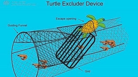 Turtle Excluder Devices (TEDs)