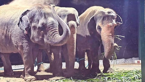 Sri Sankara Mutt in Kancheepuram welcomed back three elephants, Indu, Sandhiya, and Jayanthi on Monday evening