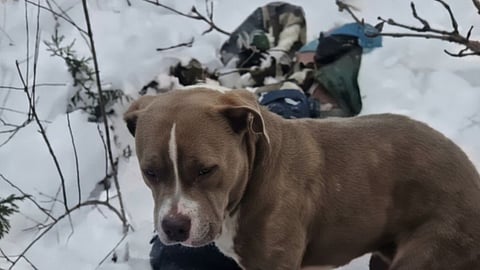 Teen trekkers die in snowstorm, pet pitbull guards bodies for days