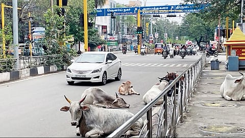 Cattles are laying down in the Anna Nagar roads.